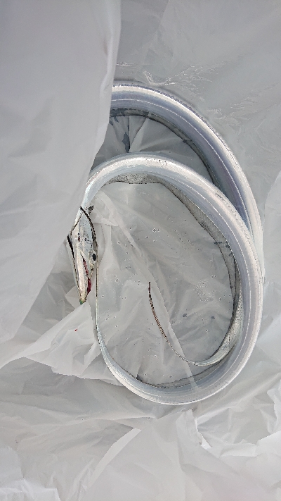 サーベリング。