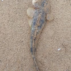 令和の初マゴチ