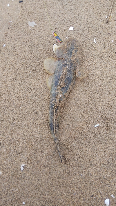 令和の初マゴチ