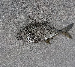 サーベリング釣行