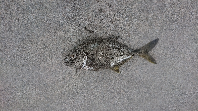 サーベリング釣行