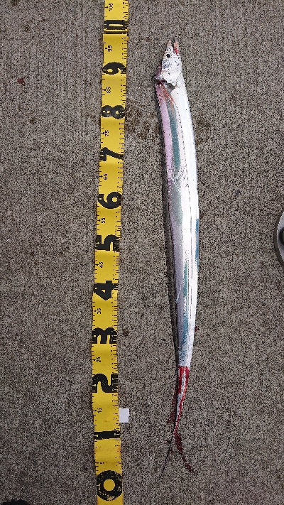 サーベリング！