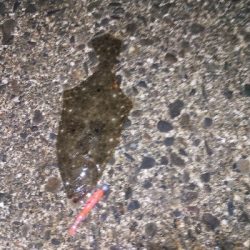 ライトタクックで