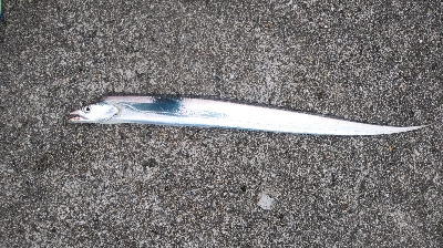 太刀魚はさっぱり