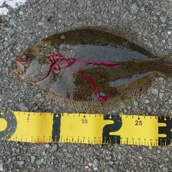 久しぶりのフラットフィッシュ!