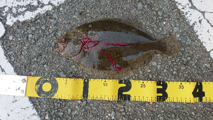 久しぶりのフラットフィッシュ！