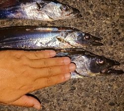 F4 が普通に獲れました・・・