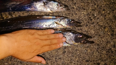 F4 が普通に獲れました・・・