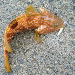 マイクロジギングオンリー