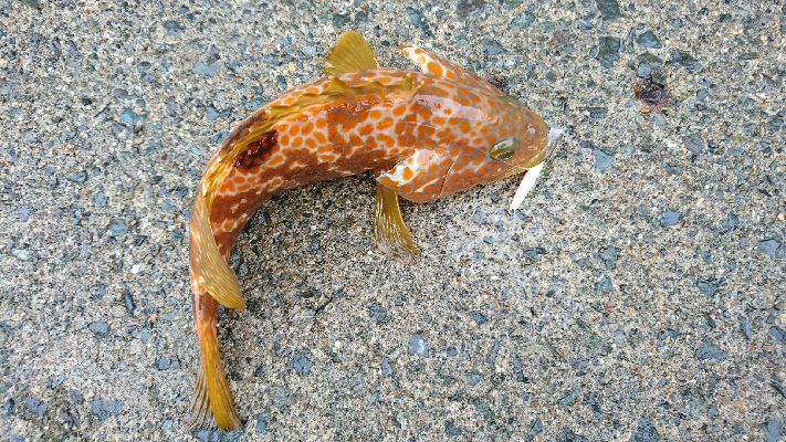 マイクロジギングオンリー