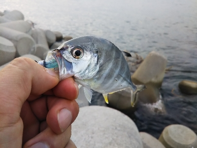 タイガーフィッシュ