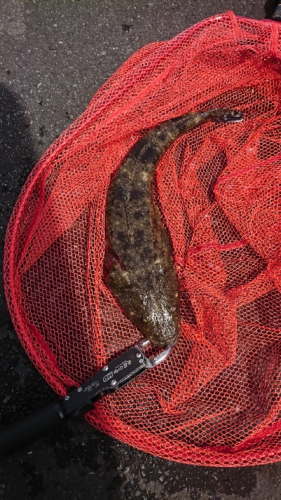 デーモンに出た〰࿠…