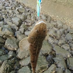 シーバス釣れないから