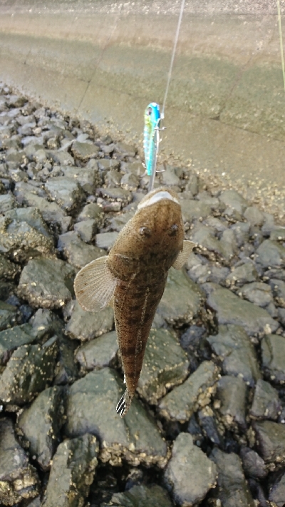 シーバス釣れないから