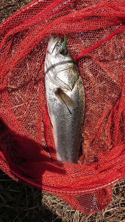 ヒラメ釣れない