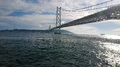 日中に青物調査