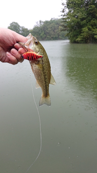 雨釣行