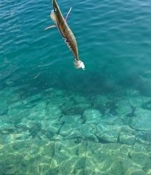 エギング釣行その42