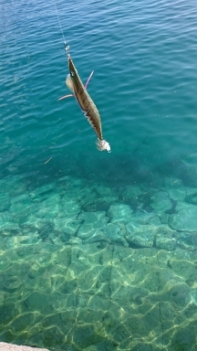 エギング釣行その42