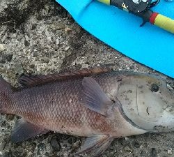 久しぶりのコブダイ