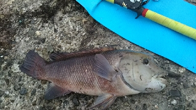 久しぶりのコブダイ