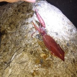 ジギングからのケンサキ