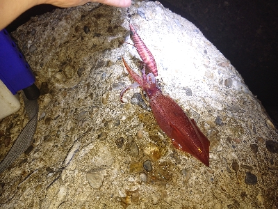 ジギングからのケンサキ