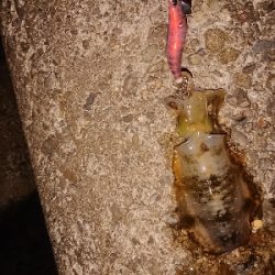 今シーズン初アオリ