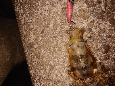 今シーズン初アオリ