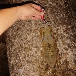 今日もエギング