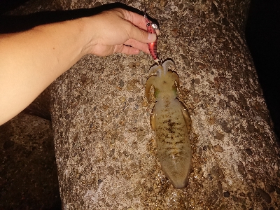 今日もエギング