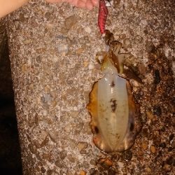 またまたエギング