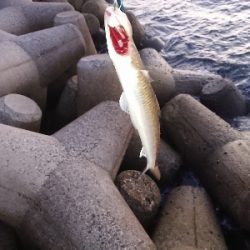 またまたエギング