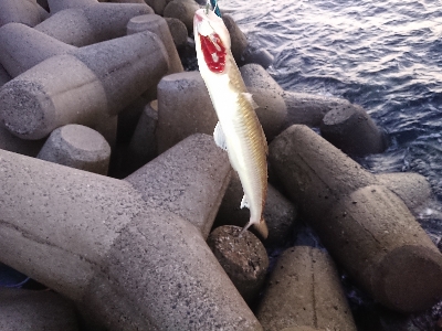 またまたエギング