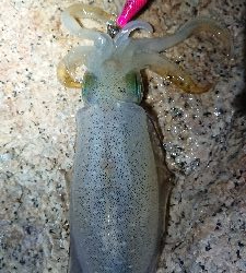 朝マヅメエギング