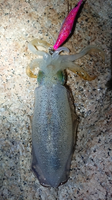 朝マヅメエギング