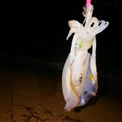 仕事終わりエギング