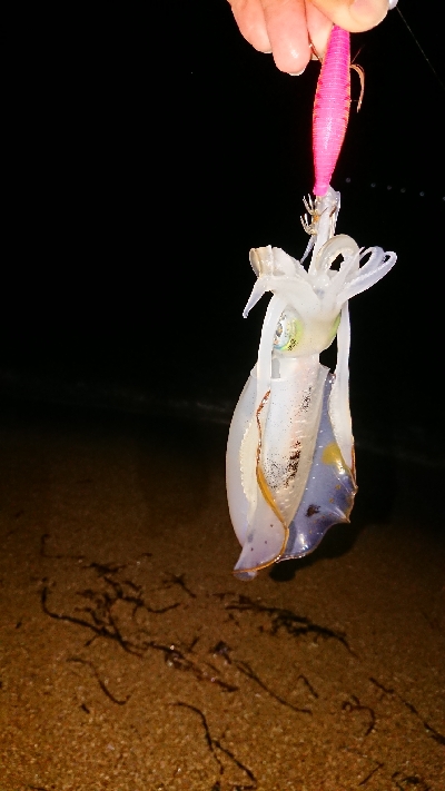 仕事終わりエギング