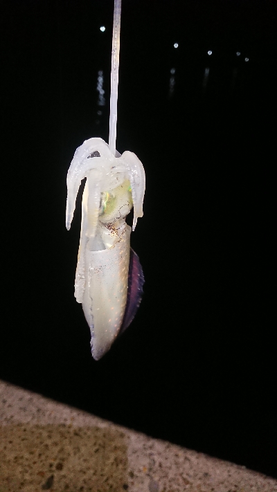 ちょこっとエギング