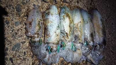 仕事終わりエギング