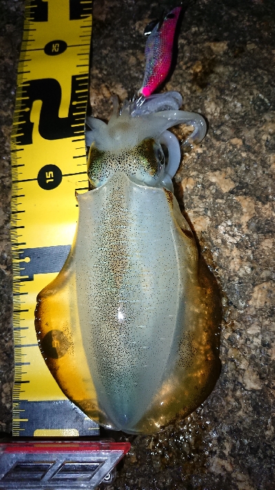 朝マヅメエギング