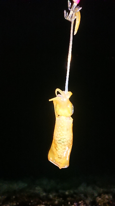 朝マヅメ狙いエギング