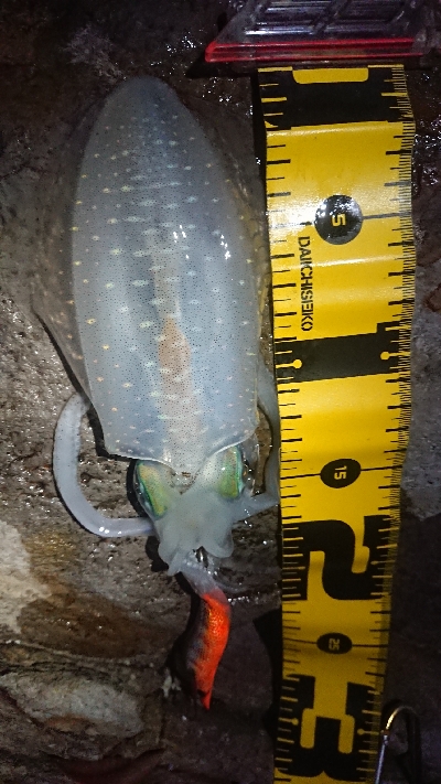 仕事終わりエギング