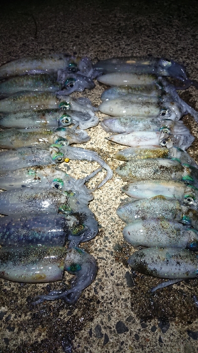 台風の後、強風でしたが…