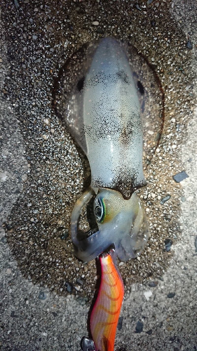 仕事終わりエギング