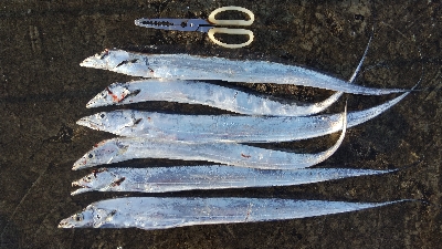 タチウオテンヤ