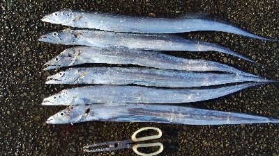 タチウオテンヤ