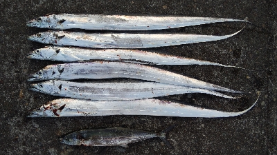 テンヤでタチウオとサゴシ