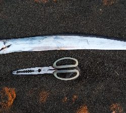 タチウオテンヤ