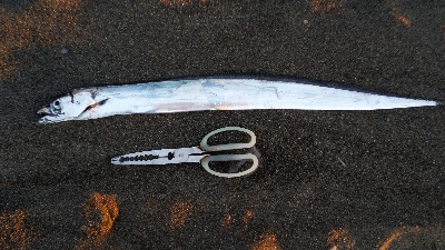 タチウオテンヤ